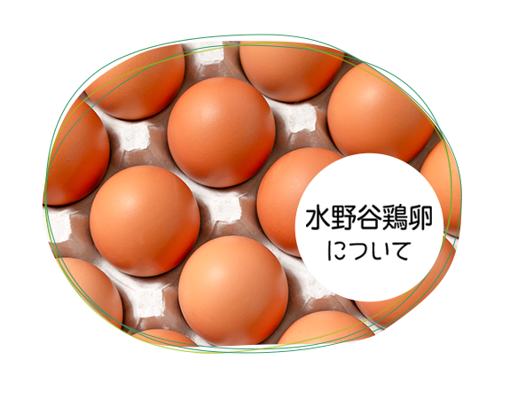 水野谷鶏卵について